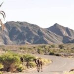 Marrakech Sahara Desert Tour - 3 days - 4 days - 5 days