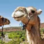 Camel Tour, Desert, Marrakech, Morocco Tours, Fes
