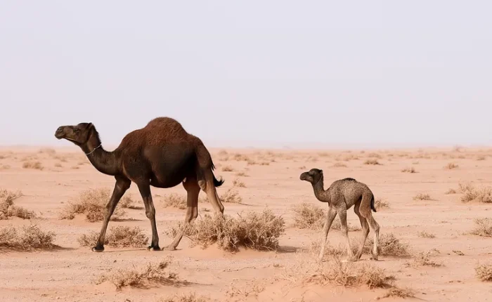 4 Days Marrakech Desert Tour - Best Merzouga Trip