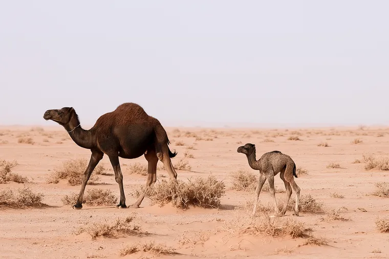 4 Days Marrakech Desert Tour - Best Merzouga Trip